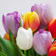 timo-c-dinger-43m51FRyG88-unsplash